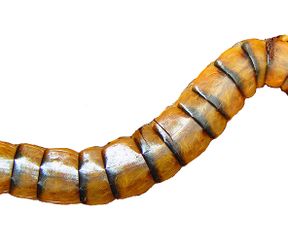 Nabber centipede.jpg